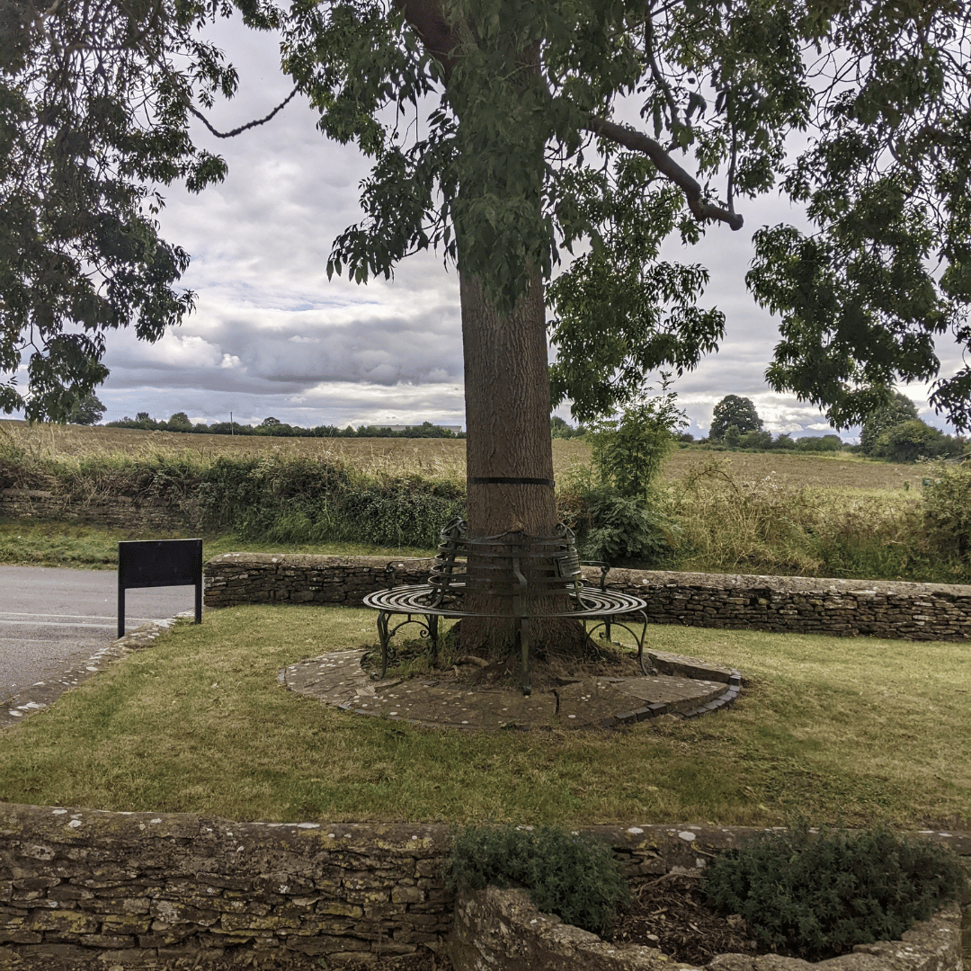 Tree outside Souldern Village Hall