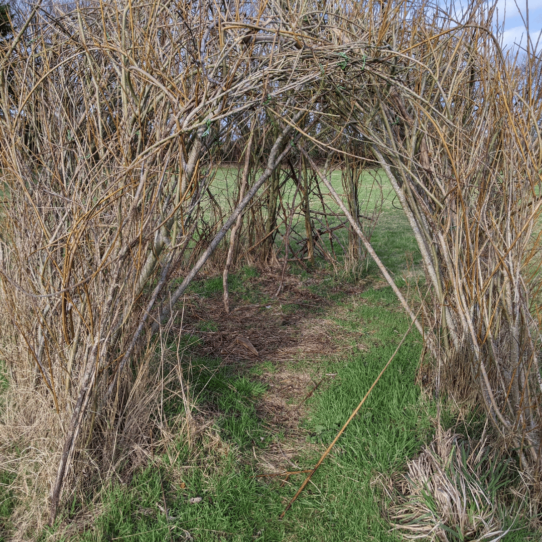 willow in play area in playground